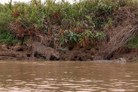 Jaguar (Panthera onca), 2 males in riparian vegetation, Pantanal, Brazil, South America