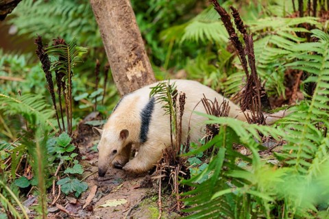 A southern tamandua (Tamandua tetradactyla), walks through the dense undergrowth of a forest