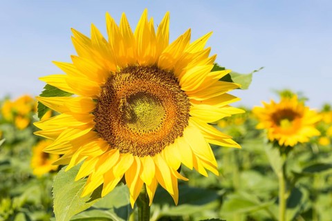 Sunflowers (Helianthus annuus) in bloom in a sunflower field, Hirschstein, Saxony, Germany, Europe
