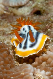 Extreme close-up underwater photo of Striped star snail (Chromodoris strigata) with outstretched