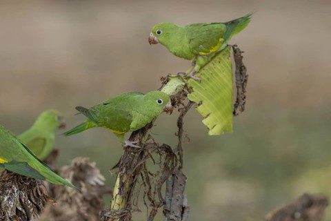 Yellow-winged Parakeet (Brotogeris chiriri) or Canary-winged Parakeet, several, on cut banana
