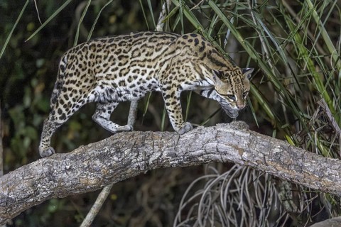 Ocelot (Leopardus pardalis), on branch, Pantanal, Brazil, South America