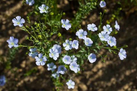 Flax field, flax (Linum) flowers in a field near Hirschstein, Saxony, Germany, Europe