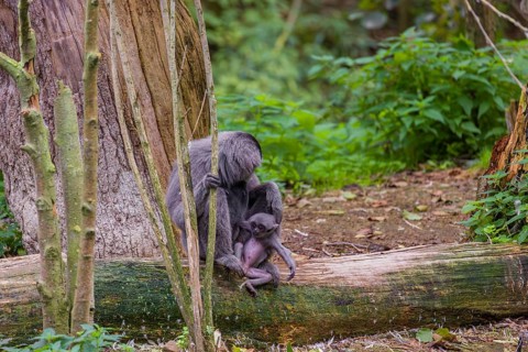 A female silvery gibbon (Hylobates moloch), or Javan gibbon sits with her baby in her arms on a