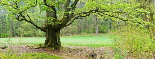 Gnarled old beech tree in the former Hutewald Halloh, Bad Wildungen, Kellerwald, Hesse, Germany,