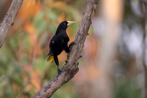 Crow-fronted bird (Psarocolius decumanus), on branch, Pantanal, Brazil, South America