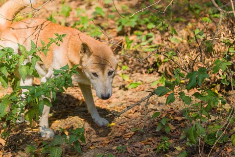 One New Guinea singing dog or New Guinea Highland dog (Canis hallstromi) (Canis dingo hallstromi,