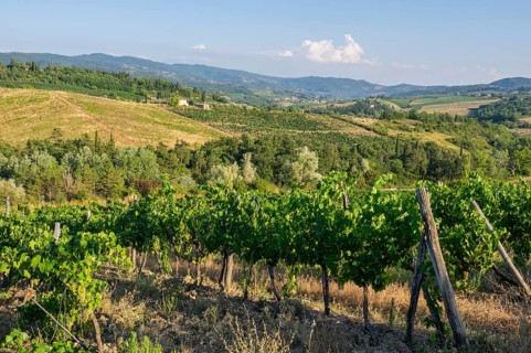 Tuscan landscape, country estate with vineyards, forests, olive trees and cypresses in Chianti,