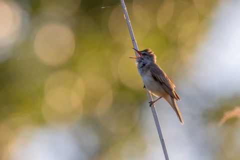 Great Reed Warbler (Acrocephalus arundinaceus), singing on a reed stem, backlight, Lake Kerkini,