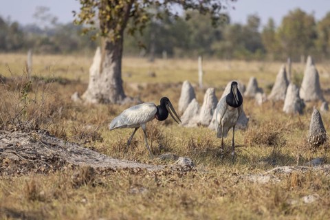 Jabiru (Jabiru mycteria), pair between termite mounds, Pantanal, Brazil, South America