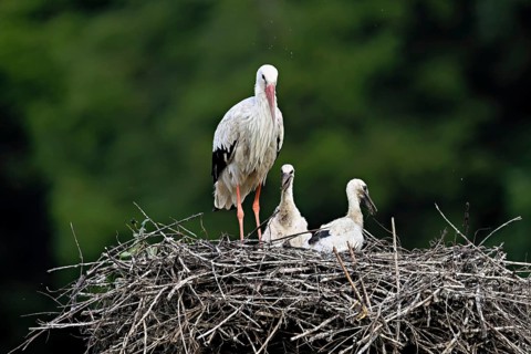 White stork (Ciconia ciconia), adult with two chicks standing on eyrie, Canton Aargau, Switzerland,