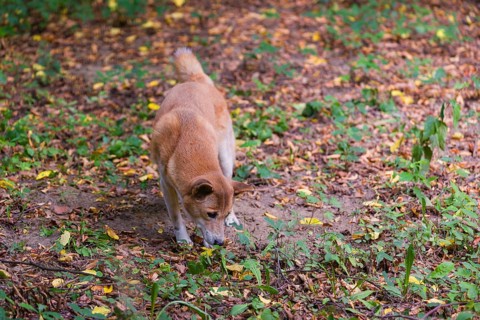 One New Guinea singing dog or New Guinea Highland dog (Canis hallstromi) (Canis dingo hallstromi,