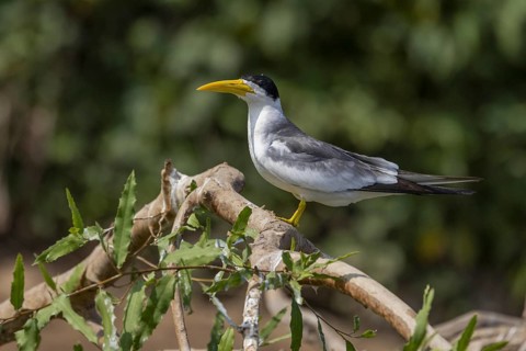Large-billed Tern (Phaetusa simplex), on branch, Pantanal, Brazil, South America