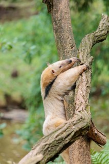 A southern tamandua (Tamandua tetradactyla), climbs up a tree in a forest