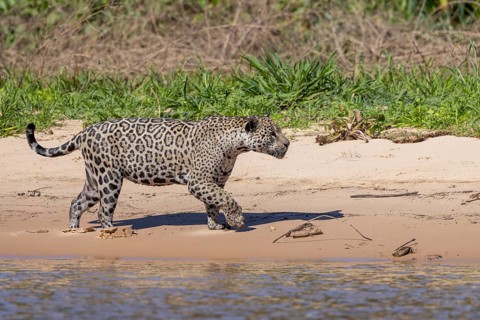 Jaguar (Panthera onca) running across a sandy beach, Pantanal, Brazil, South America