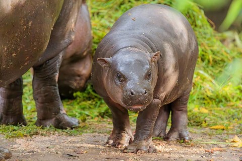 A baby pygmy hippopotamus and its mother (Choeropsis liberiensis) eating grass at a feeding site