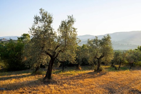 Olive trees growing in the tuscan landscape at sunrise, Chianti Region, Tuscany, Italy, Europe