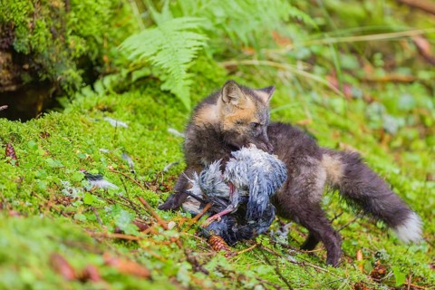 One young silver fox (Vulpes vulpes) eating a dove close to its den on the mossy forest floor