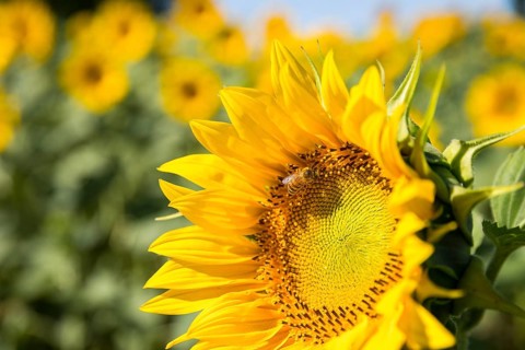 Honey bee (Apis) on the blossom of a sunflower (Helianthus annuus), close-up, Saxony, Germany,