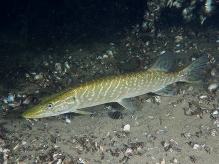 Pike (Esox lucius) gliding over a bottom covered with mussels, dive site Wildsau, Berlingen, Lake