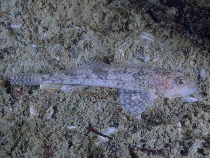 A camouflaged fish, bullhead (Cottus gobio), lying on the sandy bottom, dive site Großer Parkplatz,