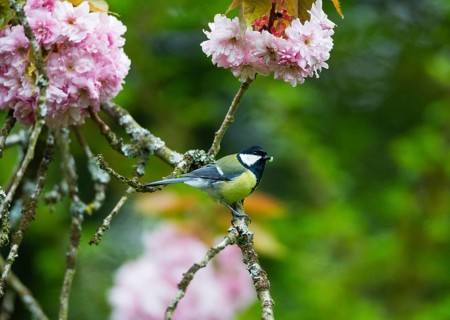 Great Tit (Parus major), adult bird perched in a flowering cherry tree, with a caterpillar in its