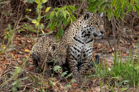Jaguar (Panthera onca), mother and child, in riparian vegetation, Pantanal, Brazil, South America