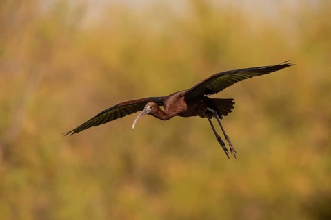 Glossy ibis (Plegadis falcinellus), approaching, Danube Delta, Romania, Europe