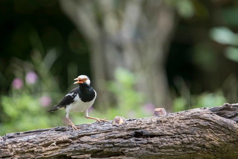 Magpie Starling (Gracupica contra), Kaeng Krachan National Park, Thailand, Asia