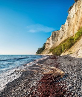 Pebble beach with flints, seaweed and driftwood on the chalk cliffs of Møns Klint on the Baltic
