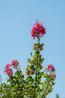 Blossom of a crepe myrtle (Lagerstroemia indica) in Chianti, Chianti Region, Tuscany, Italy, Europe