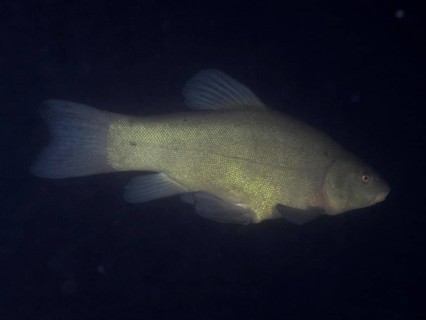 A tench (Tinca tinca) swimming in the darkness of the water, dive site Terlinden, Küsnacht, Lake