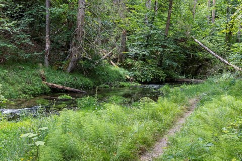 Hiking trail along the Kirnitzsch river in the Kirnitzschtal valley, Sebnitz, Saxon Switzerland,