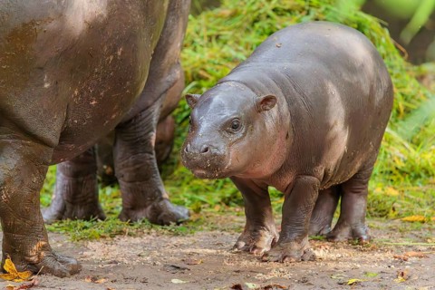 A baby pygmy hippopotamus and its mother (Choeropsis liberiensis) eating grass at a feeding site