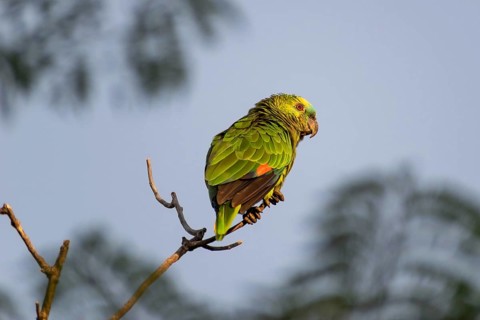 Free-ranging blue-fronted amazon (Amazona aestiva) in Buenos Aires, Argentina, South America