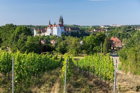 Albrechtsburg Castle with Scheechhäusel and vineyard, Meissen, Saxony, Germany, Europe