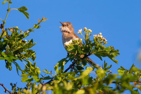 Whitethroat (Sylvia communis), adult male perched on top of a hawthorn bush, singing against a