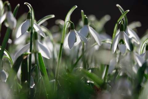 Snowdrops (Galanthus), February, Germany, Europe