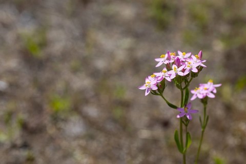 Common centaury (Centaurium erythraea) in flower, Saxony, Germany, Europe