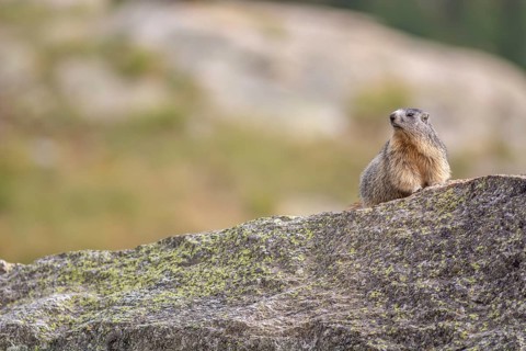 An alpine marmot (Marmota marmota) stands on a rock. The animal is brown and grey. Aosta, Gran