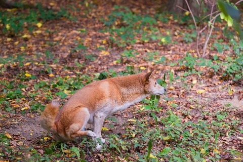 One New Guinea singing dog or New Guinea Highland dog (Canis hallstromi) (Canis dingo hallstromi,