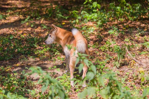 One New Guinea singing dog or New Guinea Highland dog (Canis hallstromi) (Canis dingo hallstromi,