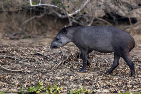 Lowland tapir (Tapirus terrestris), on the bank, Rio Claro, Pantanal, Brazil, South America