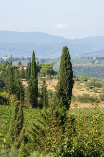 Tuscan landscape, country estate with vineyards, forests, olive trees and cypresses in Chianti,