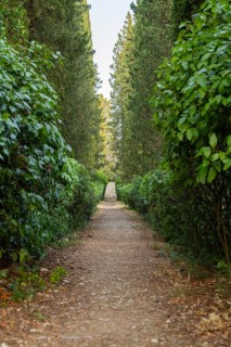 Trail going through Cypress trees growing in the tuscan landscape at sunset, Chianti Region,