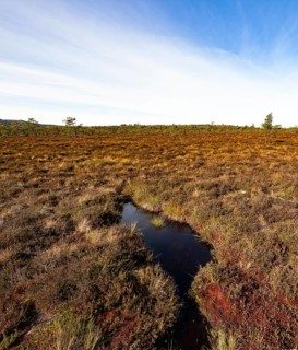 High moor Black Moor, blue sky and white clouds, near Fladungen, Bavarian Rhön Biosphere Reserve,
