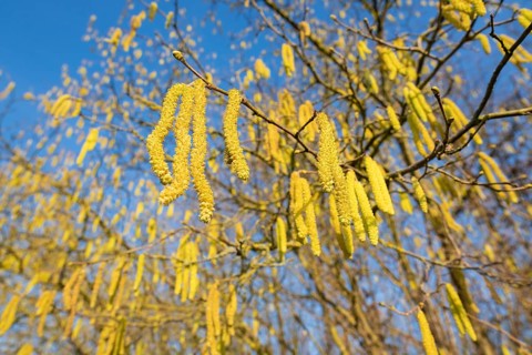Common hazel (Corylus avellana) also known as hazel bush or hazelnut bush, male, yellow