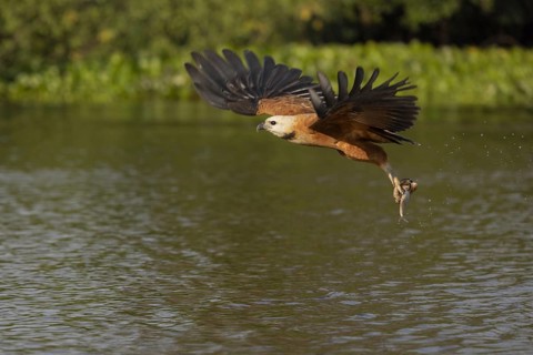Fish hawk (Busarellus nigricollis), with fish, Pantanal, Brazil, South America