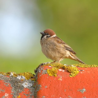 Tree sparrow (Passer montanus) on the roof of a summerhouse, Burgenland, Austria, Europe