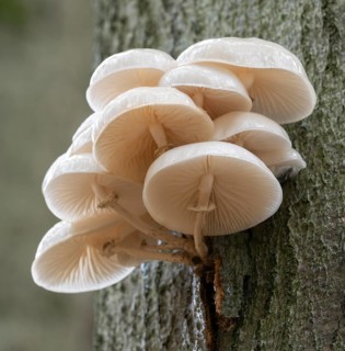 Ringed slime beetle (Oudemansiella mucida), fruiting body on the trunk of a copper beech (Fagus